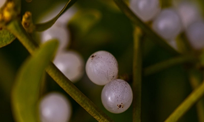 Mistletoe flowers gallery 1