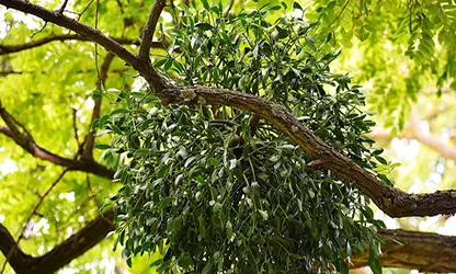 Mistletoe flowers gallery 12