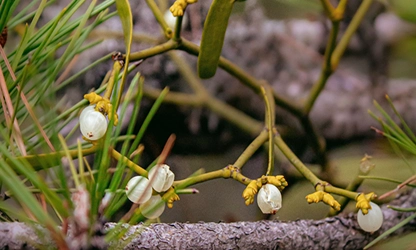 Mistletoe flowers gallery 4