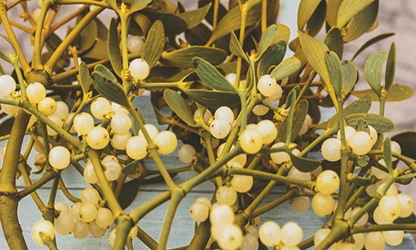 Mistletoe flowers gallery 5