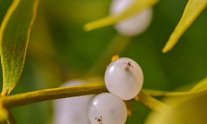 Mistletoe flowers gallery 7
