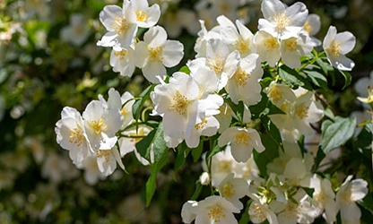 Mock Orange flowers featured