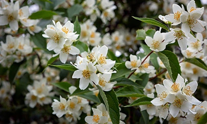 Mock Orange flowers gallery 13