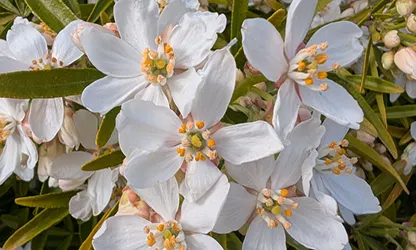 Mock Orange flowers gallery 6