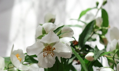 Mock Orange flowers gallery 9