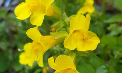 Monkey flowers featured