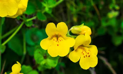 Monkey flowers gallery 3