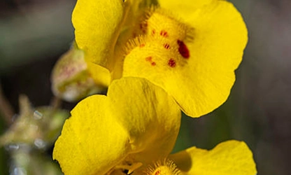 Monkey flowers gallery 5