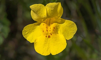 Monkey flowers gallery 9