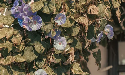 Morning Glory flowers featured
