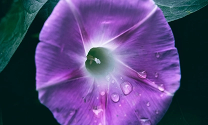 Morning Glory flowers gallery