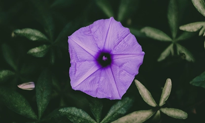 Morning Glory flowers gallery 14
