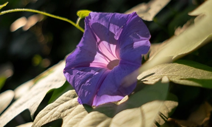 Morning Glory flowers gallery 2