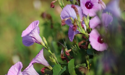 Morning Glory flowers gallery 6