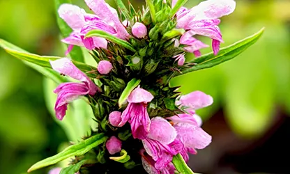 Motherwort flowers featured