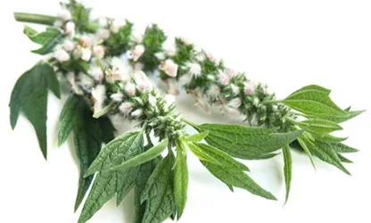 Motherwort flowers gallery 1