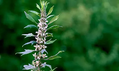 Motherwort flowers gallery 10
