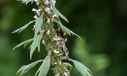 Motherwort flowers gallery 11
