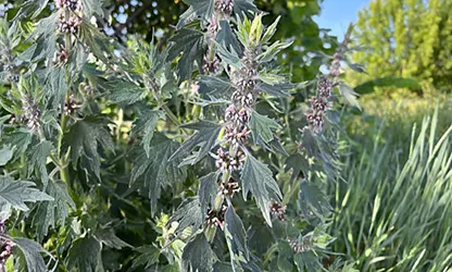 Motherwort flowers gallery 13