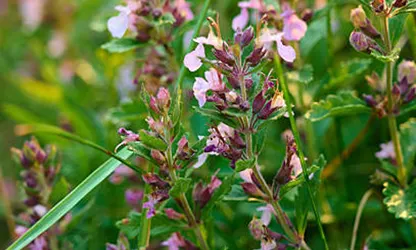Motherwort flowers gallery 6