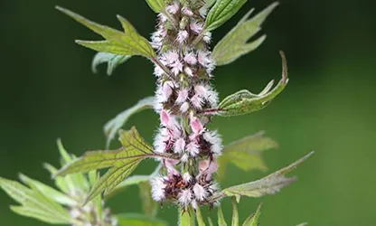 Motherwort flowers gallery 7
