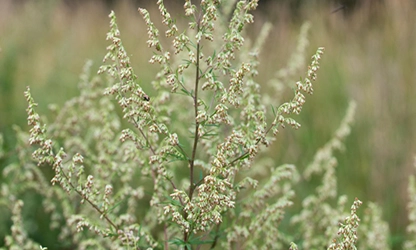 Mugwort flowers featured