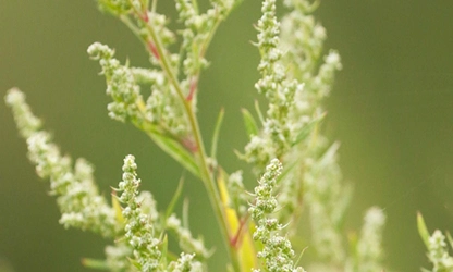 Mugwort flowers gallery 1