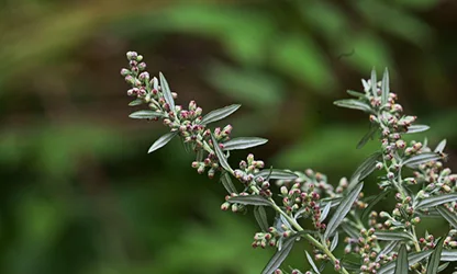 Mugwort flowers gallery 10