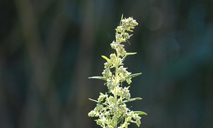 Mugwort flowers gallery 11