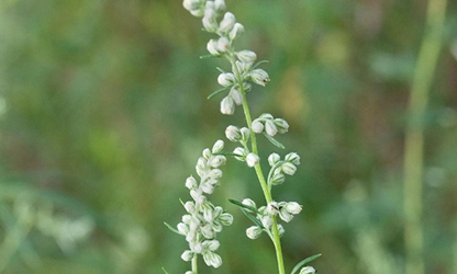 Mugwort flowers gallery 2