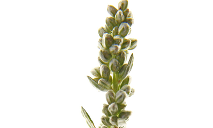 Mugwort flowers gallery 9