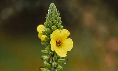 Mullein flowers gallery 1
