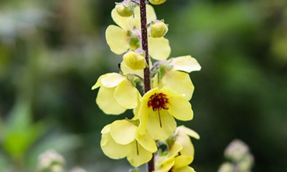 Mullein flowers gallery 3