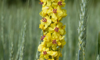Mullein flowers gallery 6