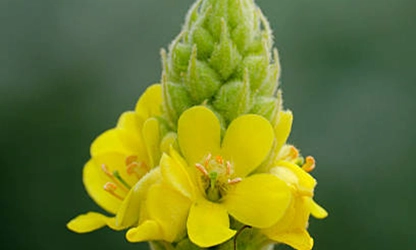 Mullein flowers gallery 9