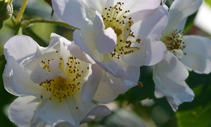 Musk rose flowers featured