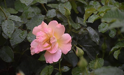 Musk rose flowers gallery 1