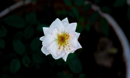 Musk rose flowers gallery 16