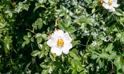 Musk rose flowers gallery 3