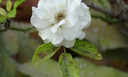 Musk rose flowers gallery 4
