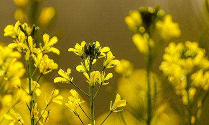 Mustard( Flowering) flowers faetured