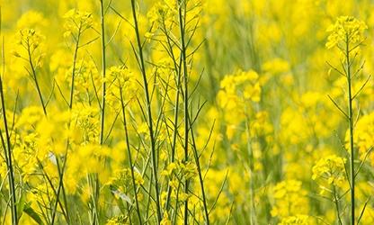 Mustard( Flowering) flowers gallery 1