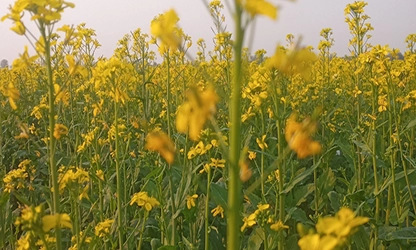 Mustard( Flowering) flowers gallery 10
