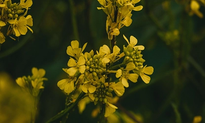 Mustard( Flowering) flowers gallery 12