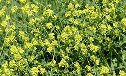 Mustard( Flowering) flowers gallery 13