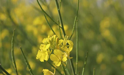 Mustard( Flowering) flowers gallery 14