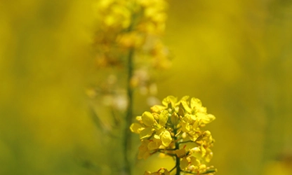 Mustard( Flowering) flowers gallery 15