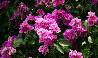 Myrtle flowers gallery 1