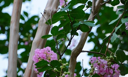 Myrtle flowers gallery 15