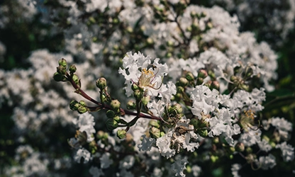 Myrtle flowers gallery 2
